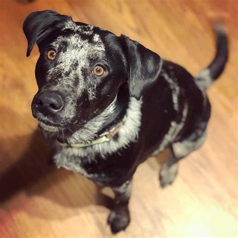 Introducing The Aussiedor Australian Shepherd Lab Mix Animalso