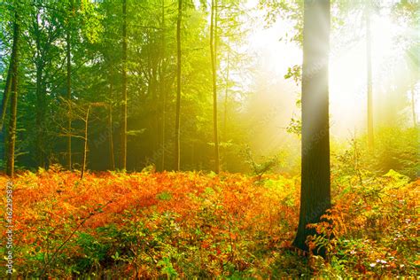 wald in der herbstlichen morgensonne lichtung im mischwald stock foto adobe stock