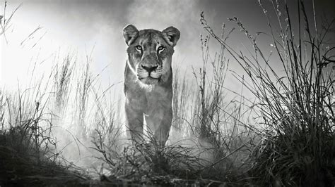 1920x1080 Resolution Lion Black And White 1080p Laptop Full Hd