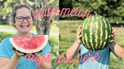 How To Tell When Watermelons Are Ripe Growing Watermelons Tips And Tricks Youtube