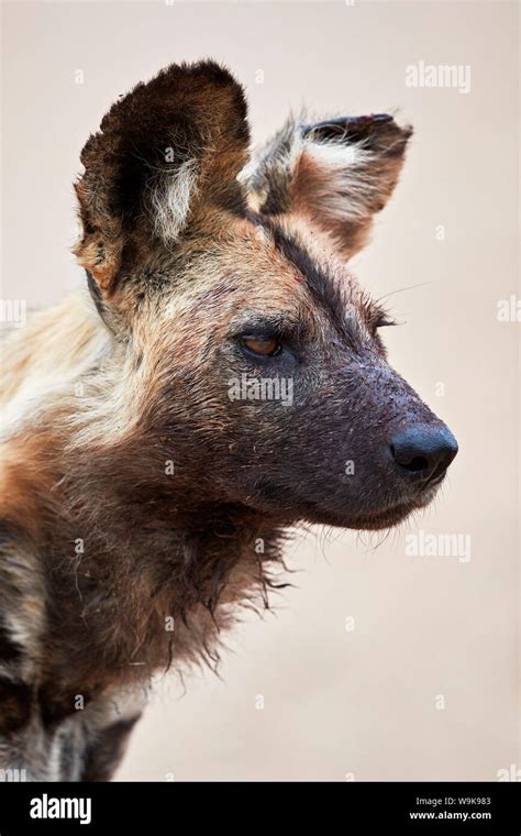 African Wild Dog African Hunting Dog Cape Hunting Dog Lycaon