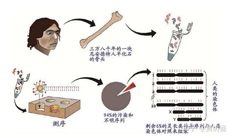 科普 古dna研究如何揭示中国人的起源 知乎