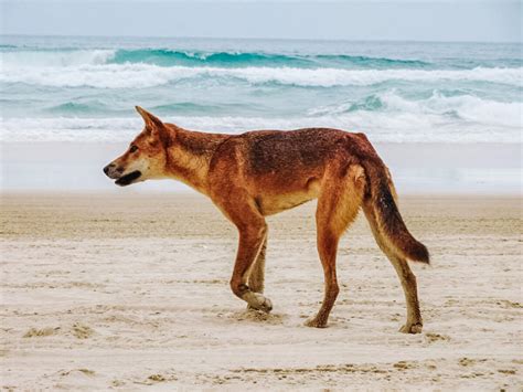 A Guide To Fraser Island The Worlds Largest Sand Island