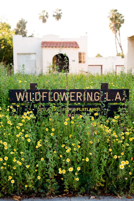 Field Of Dreams ‘wildflowering La Turns Urban Sprawl Into Native