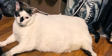Worlds Fattest Cats Thickest Felines