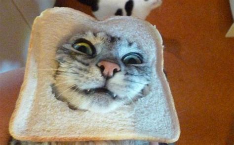 Kitty Stampede Cat Breading