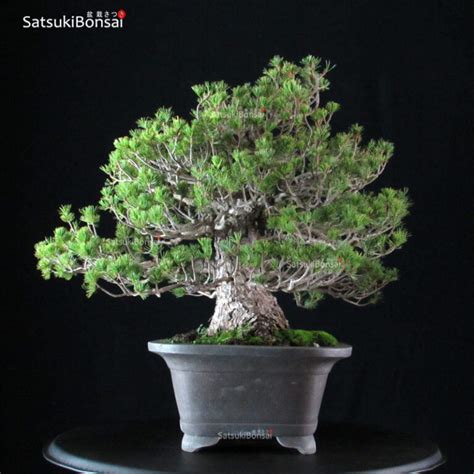 Pinus Pentaphylla Zuisho Goyomatsu Satsukibonsai