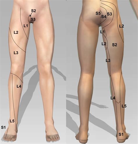 Myotomes Dermatomes And Reflexes The Emergency Physio Hot Sex Picture