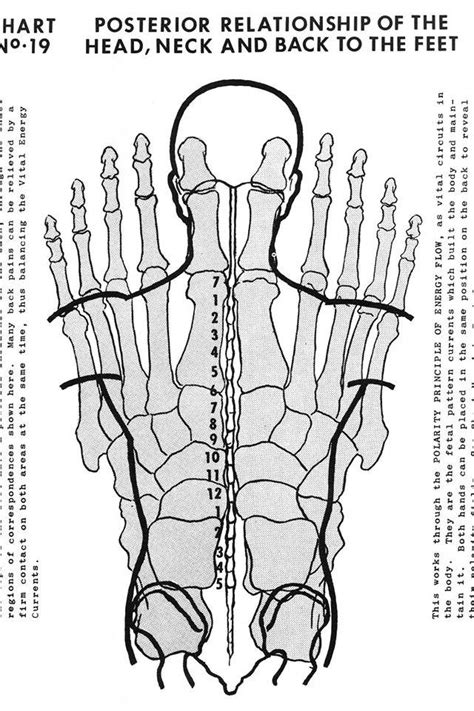 Excellent Map Of How The Spinebody Overlays The Hand In