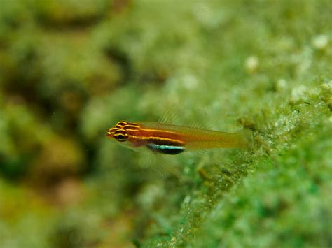 160 Red Striped Goby Stock Photos Pictures And Royalty Free Images Istock