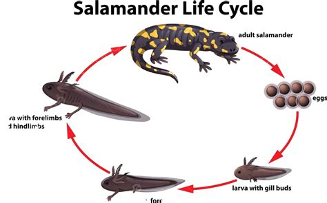 Salamander Life Cycle Concept Graphic Salamander Art Vector Graphic
