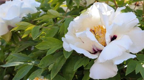 Premium Photo Head Of A Pale Pink Tree Peony Flower In The Park