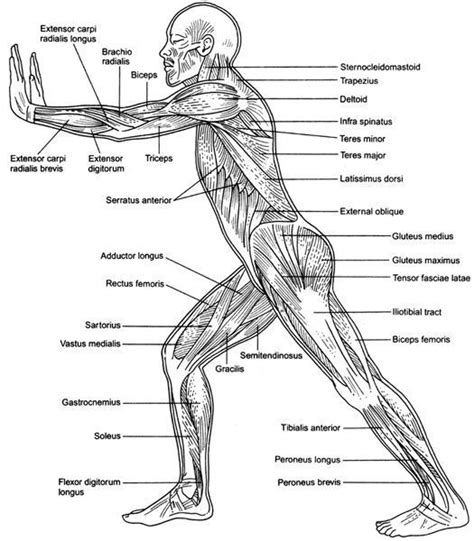 Image Result For Human Anatomy Front View Of Muscles Muscular System