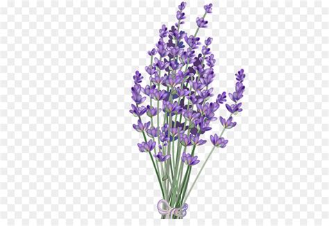 Thousands of new lavender png image resources are added every day. Lavender clipart bunga, Lavender bunga Transparent FREE ...