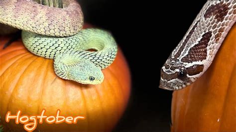 Pumpkin Patch Snakes Youtube