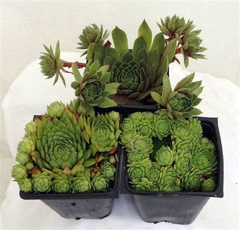 Hens And Chicks Collection 3 Plants Sempervivum Indoors Or Out 3