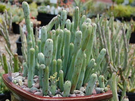 The pencil cactus, known as euphorbia tirucalli, is toxic to humans and dogs worldwide as it contains a milky substance capable of causing serious gastrointestinal, ocular, and dermal the pencil cactus will cause immediate pain when bitten into which serves as a deterrent for large ingestions of the plant. Senecio articulatus - Candle Plant, Hot Dog Cactus | World ...