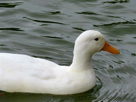 Given the similarities, this breed seems to have been inspired by the chinese pekin. American Pekin Duck White · Free photo on Pixabay