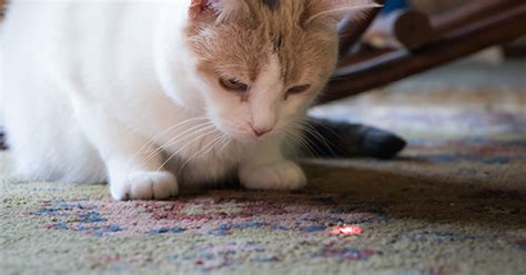 The Reason Your Cat Loves Laser Pointers And Why You Should Be Cautious
