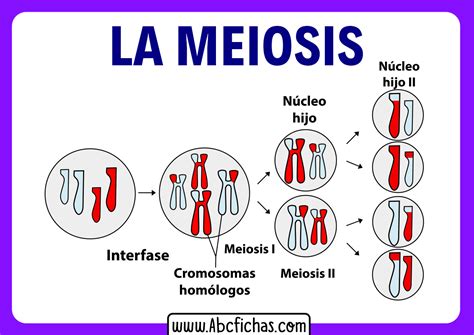La Meiosis Celular Abc Fichas
