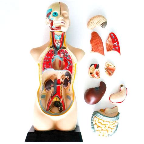 Set De Anatom A En Maqueta Aprende Los Rganos Del Cuerpo Humano