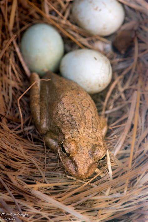 Vp Shoots Photography Frog Hanging Out In Bird Nest