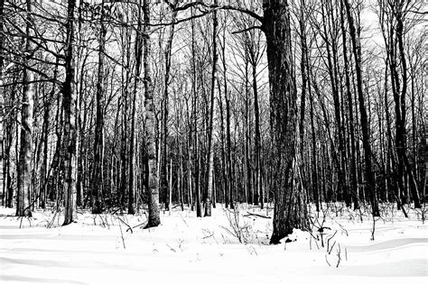 Snowy Woods Black And White Photograph By Debbie Oppermann Fine Art