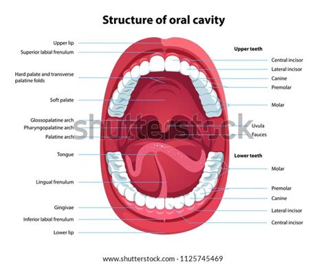 44106 Parts Mouth Images Stock Photos And Vectors Shutterstock