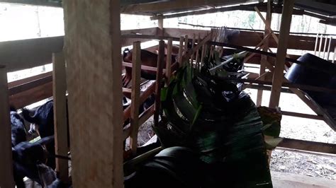 Amelina ft iwan memori daun pisang karaoke version. Kambing, memori daun pisang di musim penghujan - YouTube