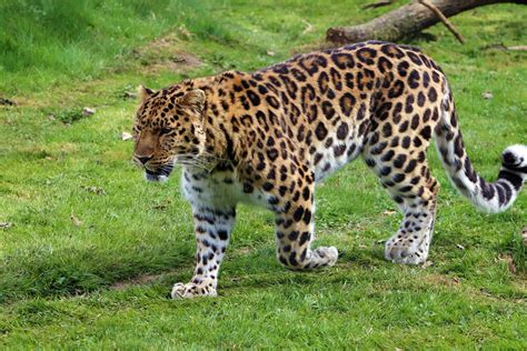 Leopardo De Amur Características Hábitat E Alimentación Infoanimales