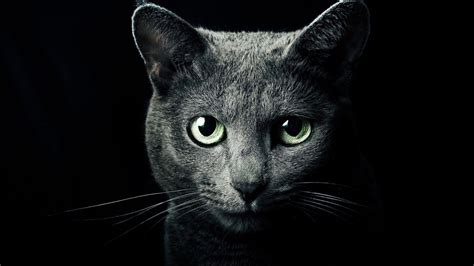 Gray Cat Wallpapers Top Free Gray Cat Backgrounds Wallpaperaccess