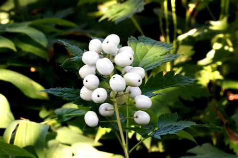 Plantfiles Pictures Actaea Species Baneberry Red Baneberry