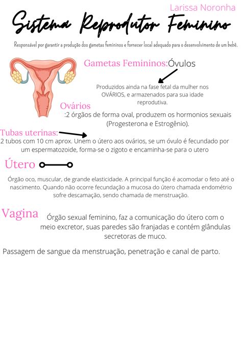 Resumo Sistema Reprodutor Feminino Aulas De Biologia Material De My