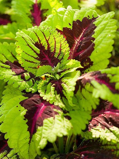 Coleus Shade Loving With Veined Pattern Shade Plants Plants