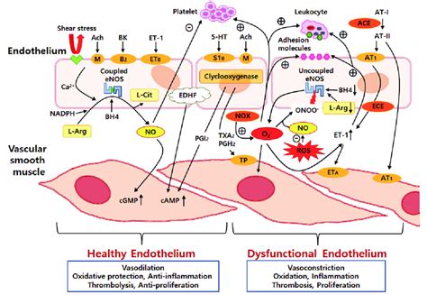 An Overview Of The Effects Of Vascular Endothelial Factors On The