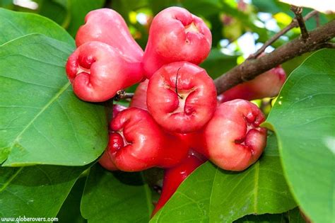 Healing Power Of Plants Rose Apple Tambis As A Natural Medicine