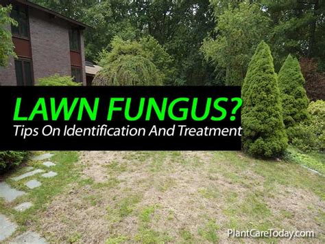 Tips On Identification And Treatment Of Lawn Fungus