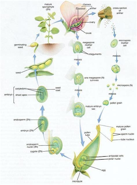 Anatomy Of Plants