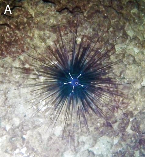 Sciency Thoughts Diadema Setosum An Invasive Alien Sea Urchin Found