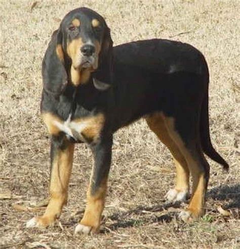 Black And Tan Coonhound Dog Breed Information And Images K9rl