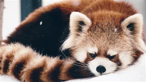 Red Panda Wallpapers 66 Pictures