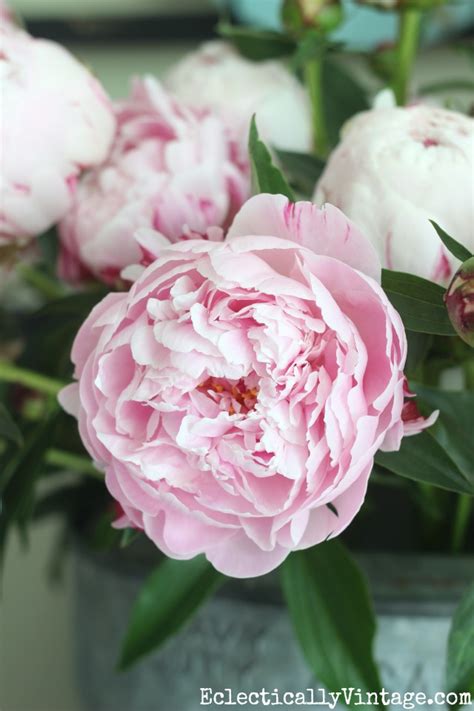 When To Cut Peonies