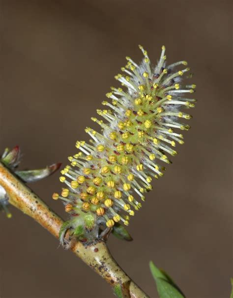 Salix Miyabeana Изображение особи Плантариум