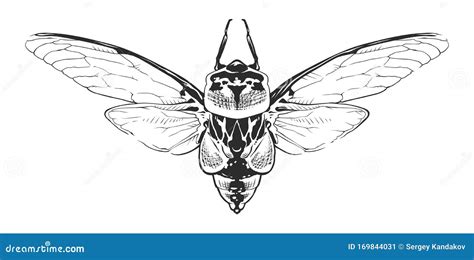 Vector Engraving Insect Stock Vector Illustration Of Drawing 169844031