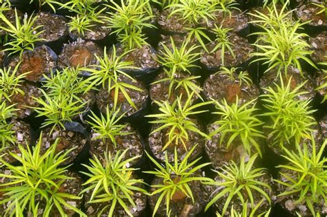 Selain bunga untuk tanaman hias, sobat juga dapat temukan berbagai macam hal mengenai bunga hias, seperti : 10 Macam Bunga Untuk Taman Minimalis - TUKANG TAMAN SURABAYA