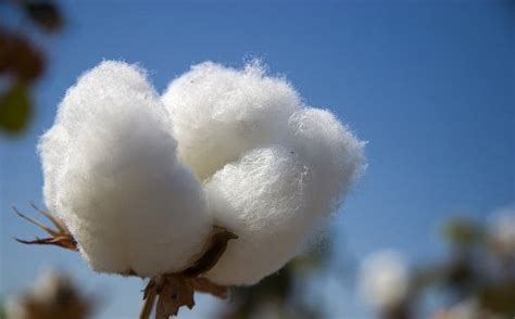 10 Interesting Cotton Facts | My Interesting Facts