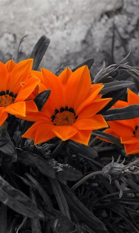 File small orange flowers with a grasshopper on them 2013. Orange Selective Colored Flowers | Color splash photo ...