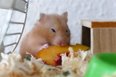 Can Hamsters Eat Peaches Were All About Pets