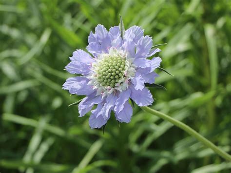 Skabiose Perfecta Blue Alles Erfahren über Blüte Wuchs And Co