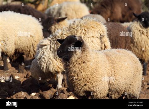 Domestic Sheep Ovis Aries Ruminant Mammal Stock Photo Alamy